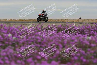 media/Jan-14-2023-SoCal Trackdays (Sat) [[497694156f]]/Turn 14 Exit Bloomig (145pm)/
